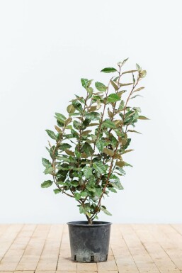 Elaeagnus × ebbingei Silverbuskar häck 50-60 rotboll