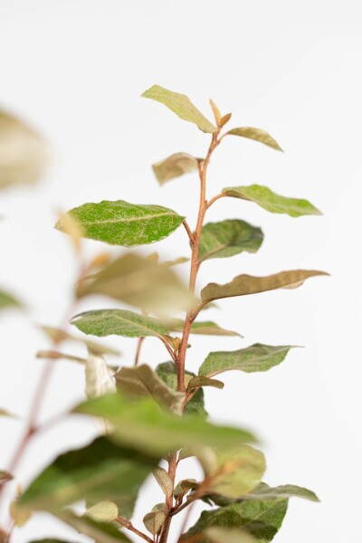 Elaeagnus × ebbingei 50-60 cm