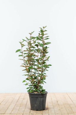 Elaeagnus × ebbingei Silverbuskar häck 60-80 rotboll