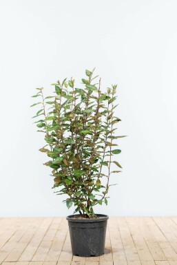 Elaeagnus × ebbingei Silverbuskar häck 80-100 rotboll