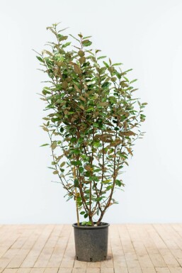 Elaeagnus à ebbingei Silverbuskar hÀck 100-125 rotboll Elaeagnus à ebbingei 100-125 cm