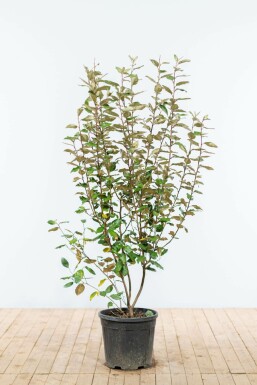 Elaeagnus × ebbingei Silverbuskar häck 125-150 rotboll