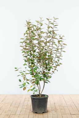 Elaeagnus à ebbingei Silverbuskar hÀck 125-150 rotboll Elaeagnus à ebbingei 125-150 cm
