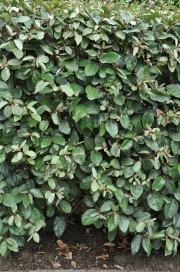 Elaeagnus × ebbingei 125-150 cm