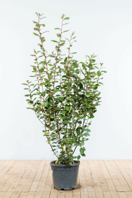 Elaeagnus × ebbingei Silverbuskar häck 150-175 rotboll Elaeagnus × ebbingei 150-175 cm