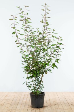 Elaeagnus × ebbingei Silverbuskar häck 175-200 rotboll