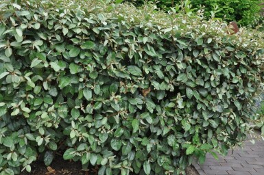 Elaeagnus × ebbingei 175-200 cm