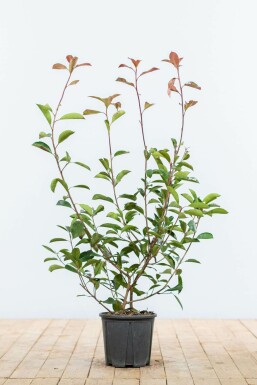 Photinia × fraseri 'Red Robin' Snittmispel häck 60-80 rotboll Photinia × fraseri 'Red Robin' 60-80 cm