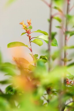Photinia × fraseri 'Red Robin' Snittmispel häck 60-80 rotboll