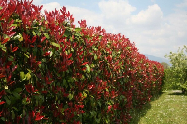 Photinia × fraseri 'Red Robin' Snittmispel häck 60-80 rotboll Photinia × fraseri 'Red Robin' 60-80 cm