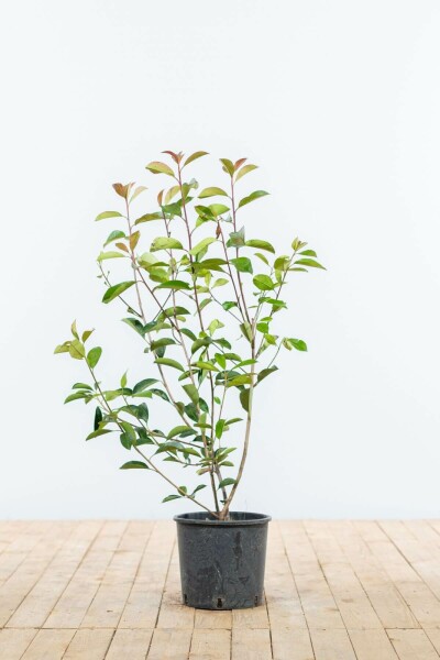 Photinia × fraseri 'Red Robin' 80-100 cm