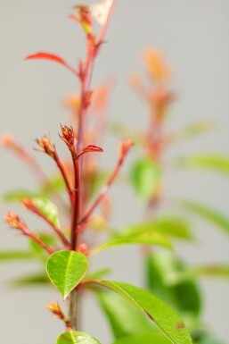 Photinia × fraseri 'Red Robin' Snittmispel häck 80-100 rotboll