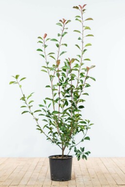 Photinia × fraseri 'Red Robin' Snittmispel häck 100-125 rotboll