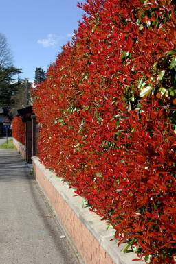 Photinia × fraseri 'Red Robin' 100-125 cm