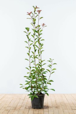 Photinia à fraseri 'Red Robin' Snittmispel hÀck 125-150 rotboll Photinia à fraseri 'Red Robin' 125-150 cm