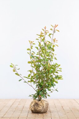 Photinia × fraseri 'Red Robin' 125-150 cm - Rotklump