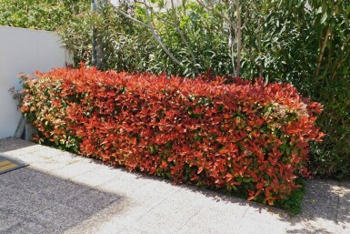 Photinia × fraseri 'Red Robin' 125-150 cm - Rotklump