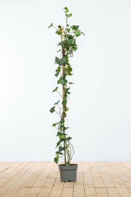 Hedera hibernica Storbladig murgröna häck 100-125 i kruka Hedera hibernica 100-125 cm