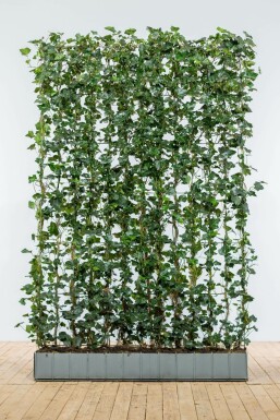 Hedera hibernica Storbladig murgröna häckelement 180 i kruka Hedera hibernica 180 cm