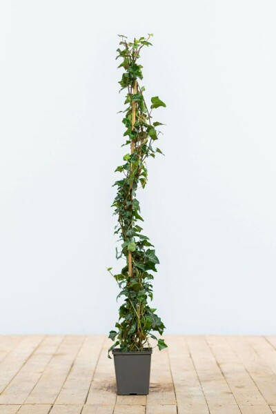 Hedera helix 80-100 cm
