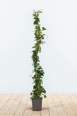Hedera helix Murgröna häck 80-100 i kruka Hedera helix 80-100 cm