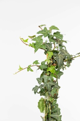 Hedera helix 100-125 cm