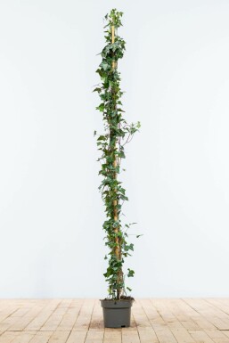 Hedera helix Murgröna häck 125-150 i kruka Hedera helix 125-150 cm