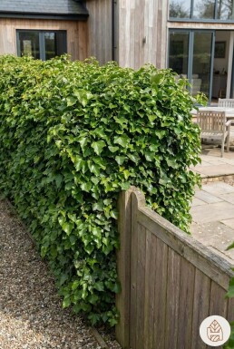 Hedera helix 150-175 cm