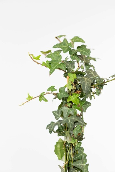 Hedera helix 175-200 cm