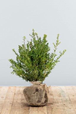 Ilex crenata 'Blondie' Japansk järnek häck 40-60 rotboll Ilex crenata 'Blondie' 40-60 cm