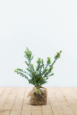 Ilex crenata 'Convexa' Japansk järnek häck 20-30 i kruka Ilex crenata 'Convexa' 20-30 cm