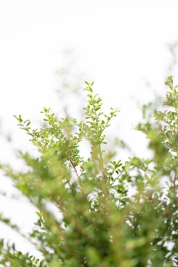 Ilex crenata 'Convexa' 20-30 cm