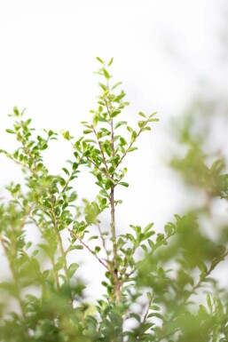 Ilex crenata 'Convexa' 20-30 cm