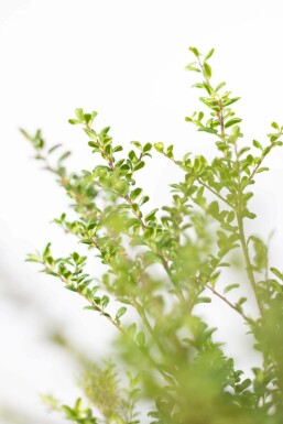 Ilex crenata 'Convexa' 20-30 cm