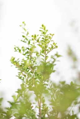 Ilex crenata 'Convexa' 20-30 cm