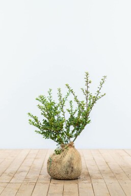 Ilex crenata 'Convexa' 30-40 cm
