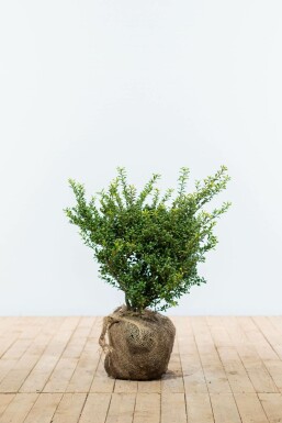 Ilex crenata 'Convexa' 40-50 cm