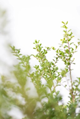 Ilex crenata 'Convexa' 40-50 cm