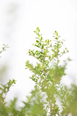 Ilex crenata 'Convexa' 40-50 cm
