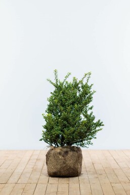 Ilex crenata 'Convexa' 50-60 cm