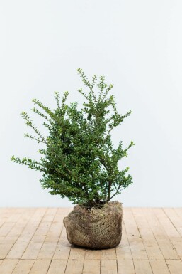 Ilex crenata 'Convexa' Japansk järnek häck 60-80 rotboll