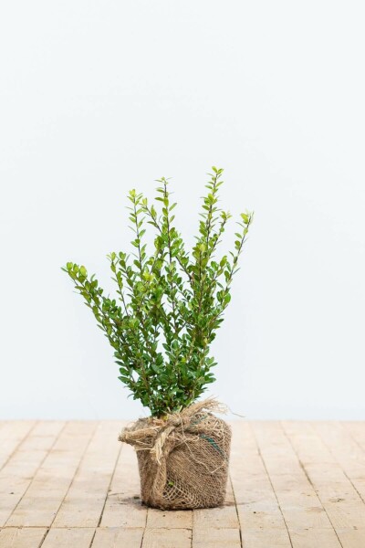Ilex crenata 'Caroline Upright' 20-30 cm