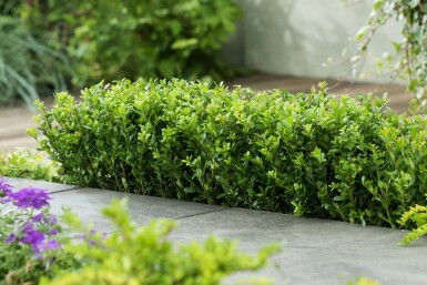 Ilex crenata 'Caroline Upright' 20-30 cm