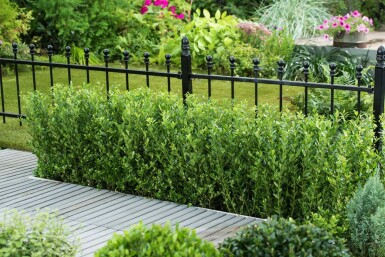 Ilex crenata 'Caroline Upright' 20-30 cm