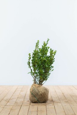 Ilex crenata 'Caroline Upright' Japansk järnek häck 40-60 i kruka