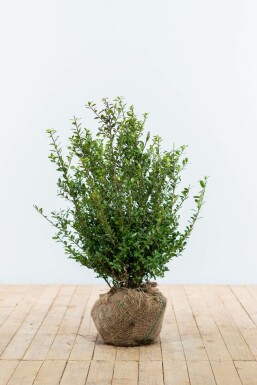 Ilex crenata 'Caroline Upright' 60-80 cm