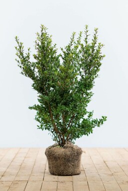 Ilex crenata 'Dark Green' Japansk järnek häck 40-60 i kruka