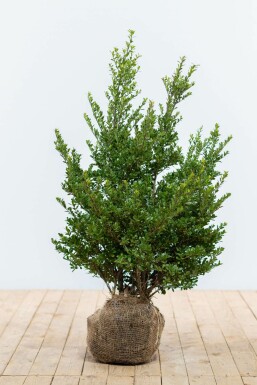 Ilex crenata 'Dark Green' Japansk järnek häck 60-80 rotboll