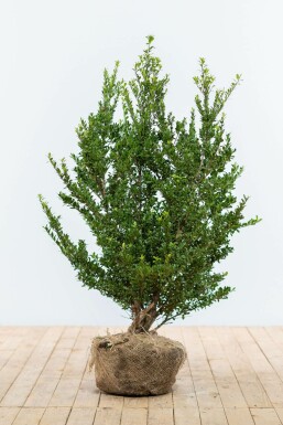 Ilex crenata 'Dark Green' Japansk järnek häck 80-100 rotboll