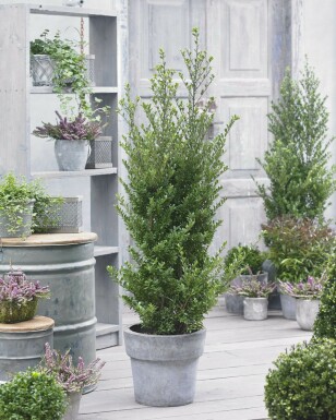 Ilex crenata 'Dark Green' 80-100 cm